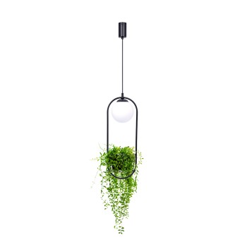 Pendul PLANT negru Zuma Line 5003, D20 cm, 1xE14