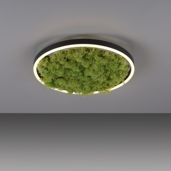 Plafoniera LED GREEN RITUS muschi natural Zuma Line 15391-66, D39.3 cm, 20W