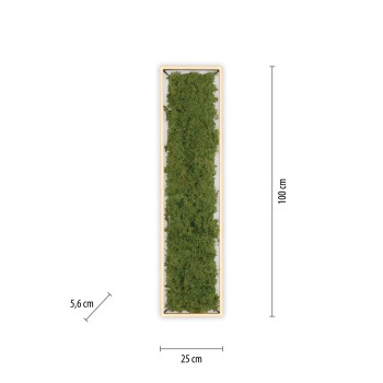 Plafoniera LED GREEN KNUT muschi natural Zuma Line 15623-66, 100x25 cm, 25W