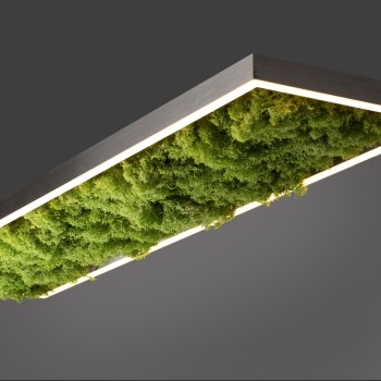 Plafoniera LED GREEN KNUT muschi natural Zuma Line 15623-66, 100x25 cm, 25W